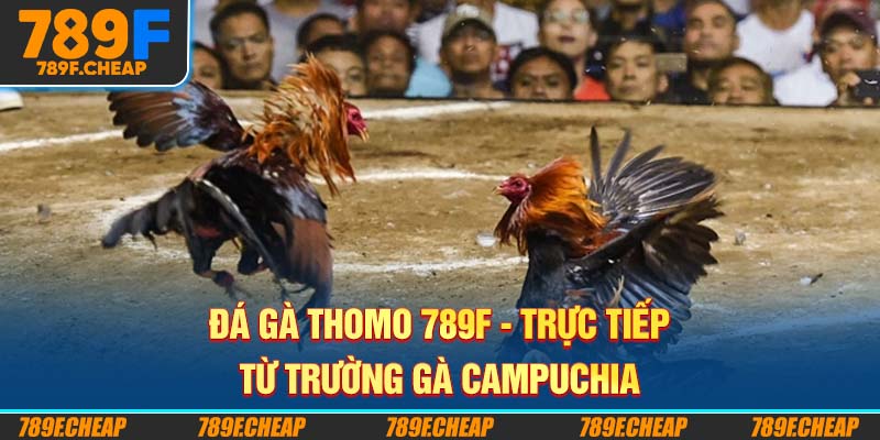 Đá Gà Thomo 789F - Trực Tiếp Từ Trường Gà Campuchia