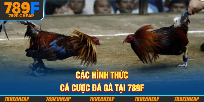 Các hình thức cá cược đá gà tại 789F