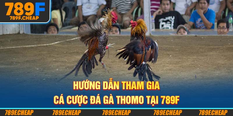 Hướng dẫn tham gia cá cược đá gà Thomo tại 789F